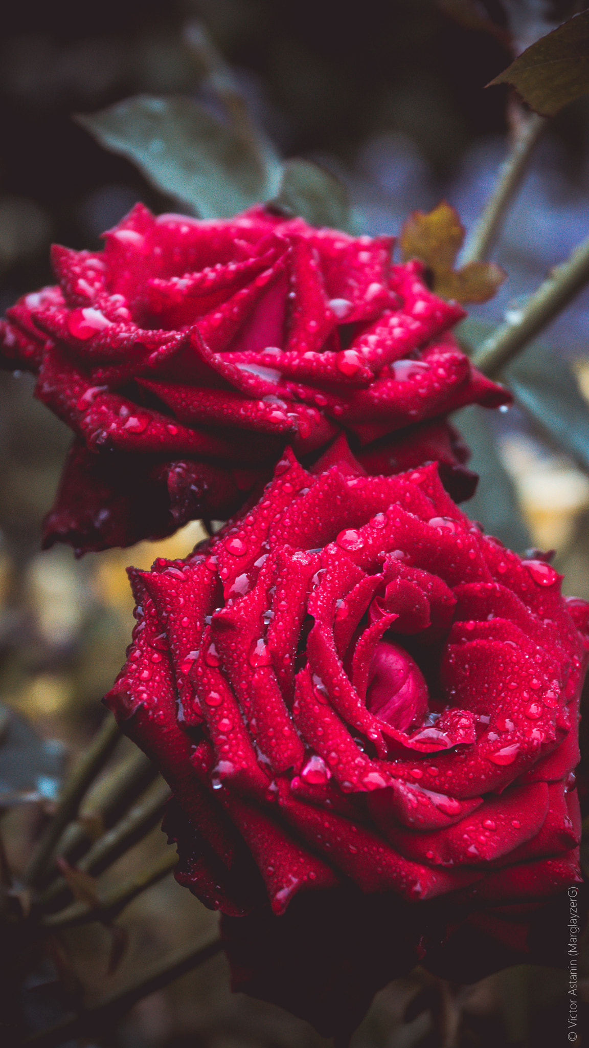 Sony SLT-A77 sample photo. Rose photography
