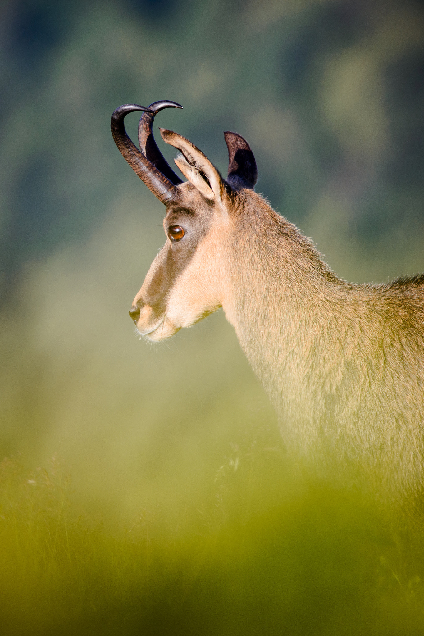 Sigma 150-600mm F5-6.3 DG OS HSM | C sample photo. Chamois photography