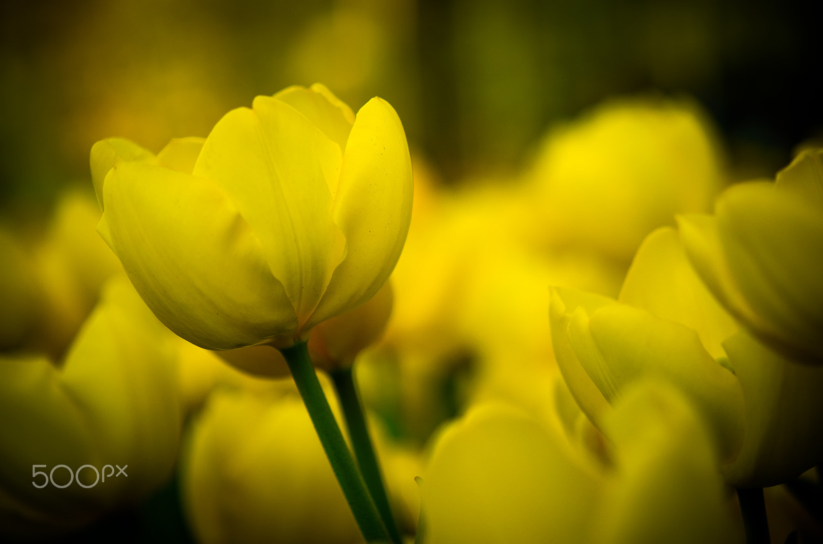 Nikon AF-S Micro-Nikkor 60mm F2.8G ED sample photo. Yellow tulips photography