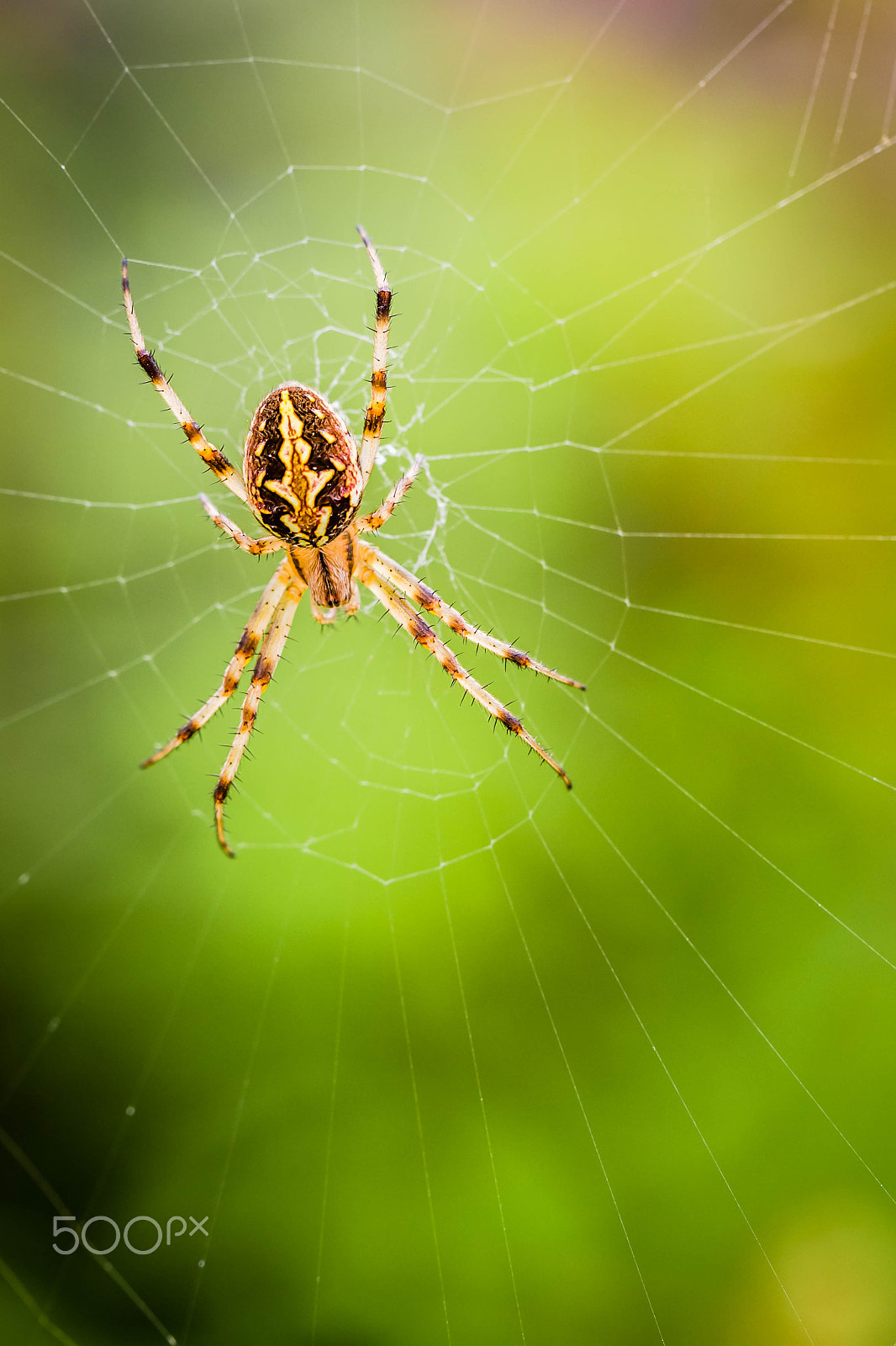 Canon EOS 700D (EOS Rebel T5i / EOS Kiss X7i) + Canon EF 100mm F2.8L Macro IS USM sample photo. Spider photography