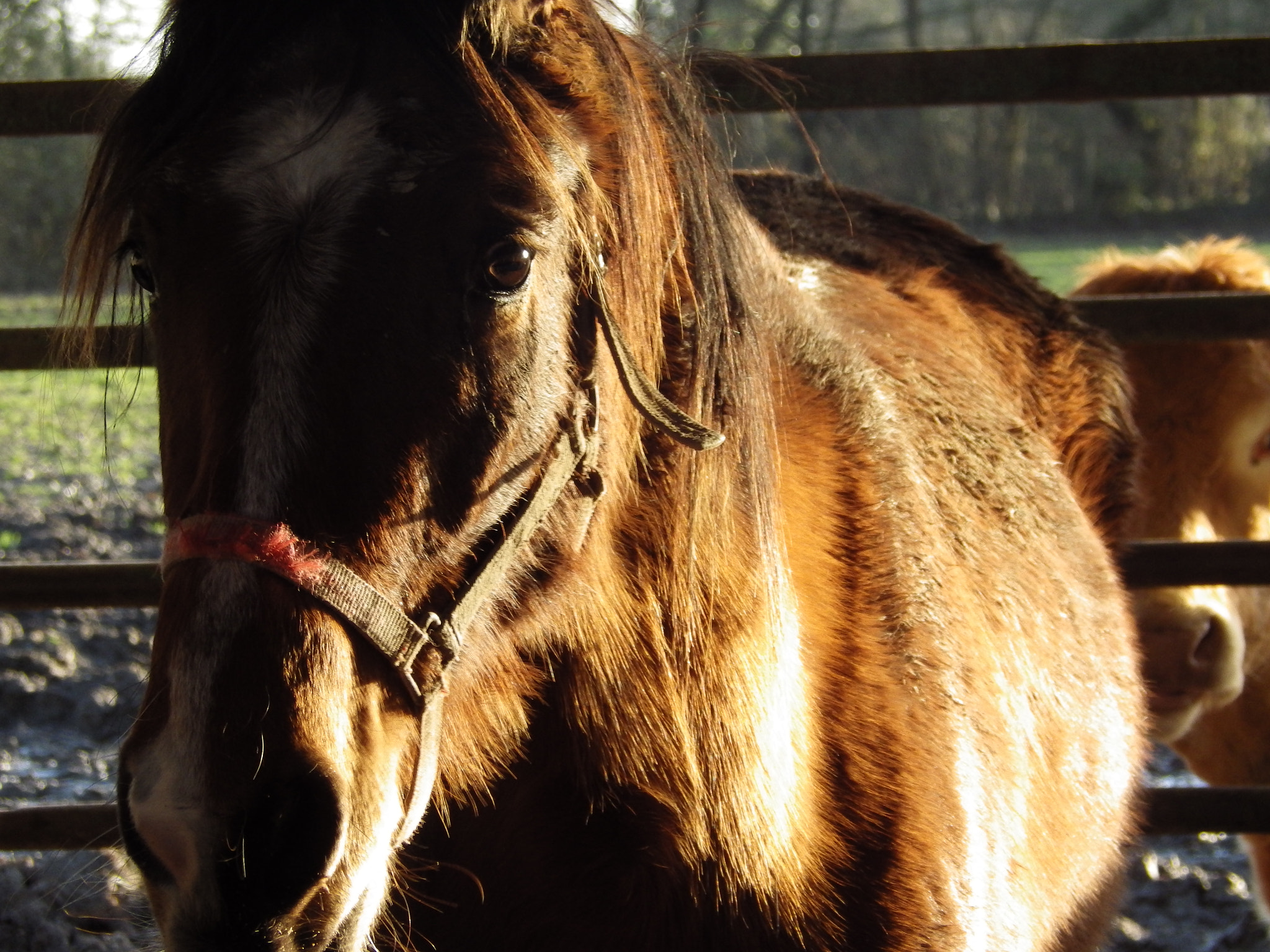 Pentax X-5 sample photo. Horse's life photography