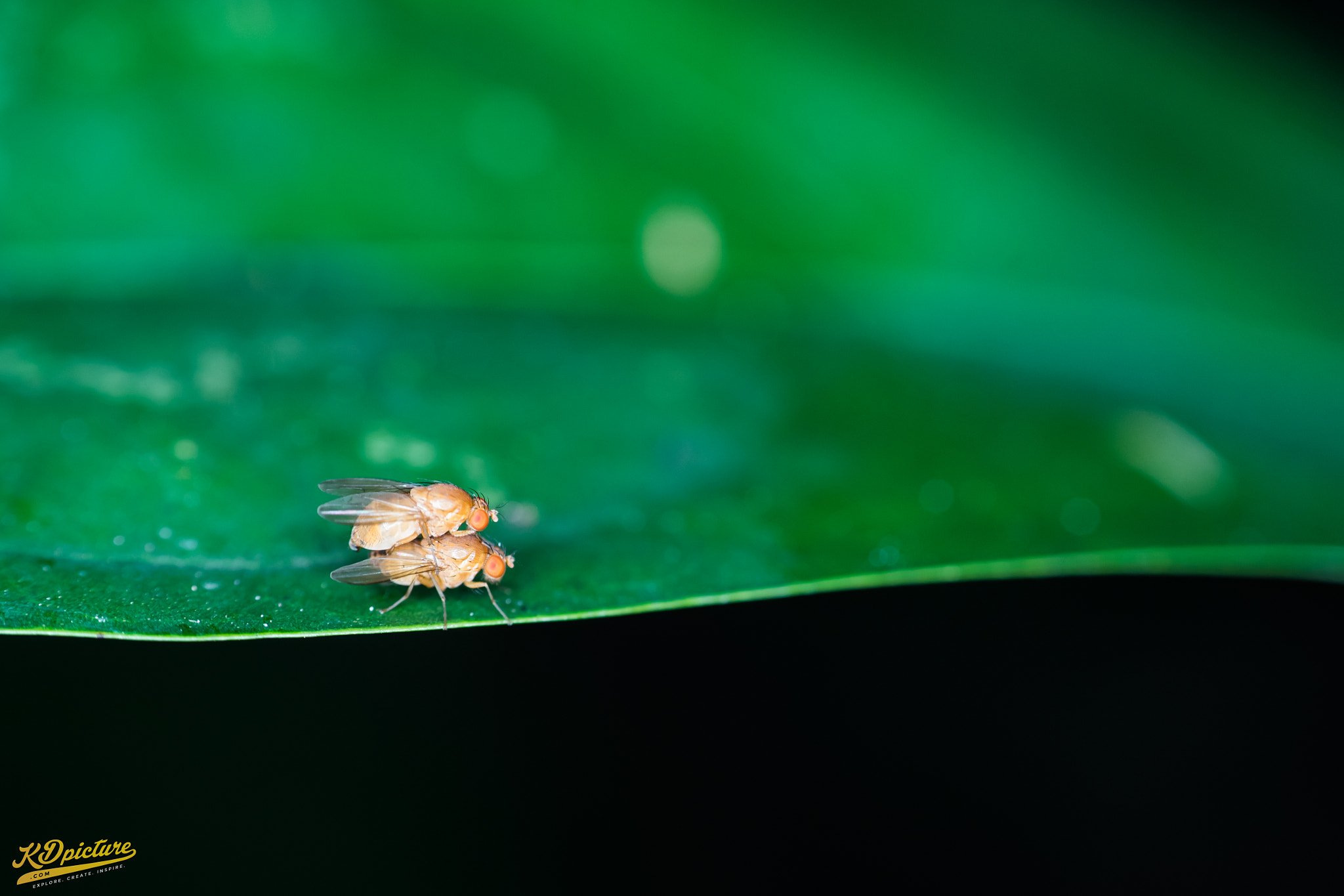 Nikon D750 + AF Nikkor 85mm f/1.8 sample photo. K macro photography
