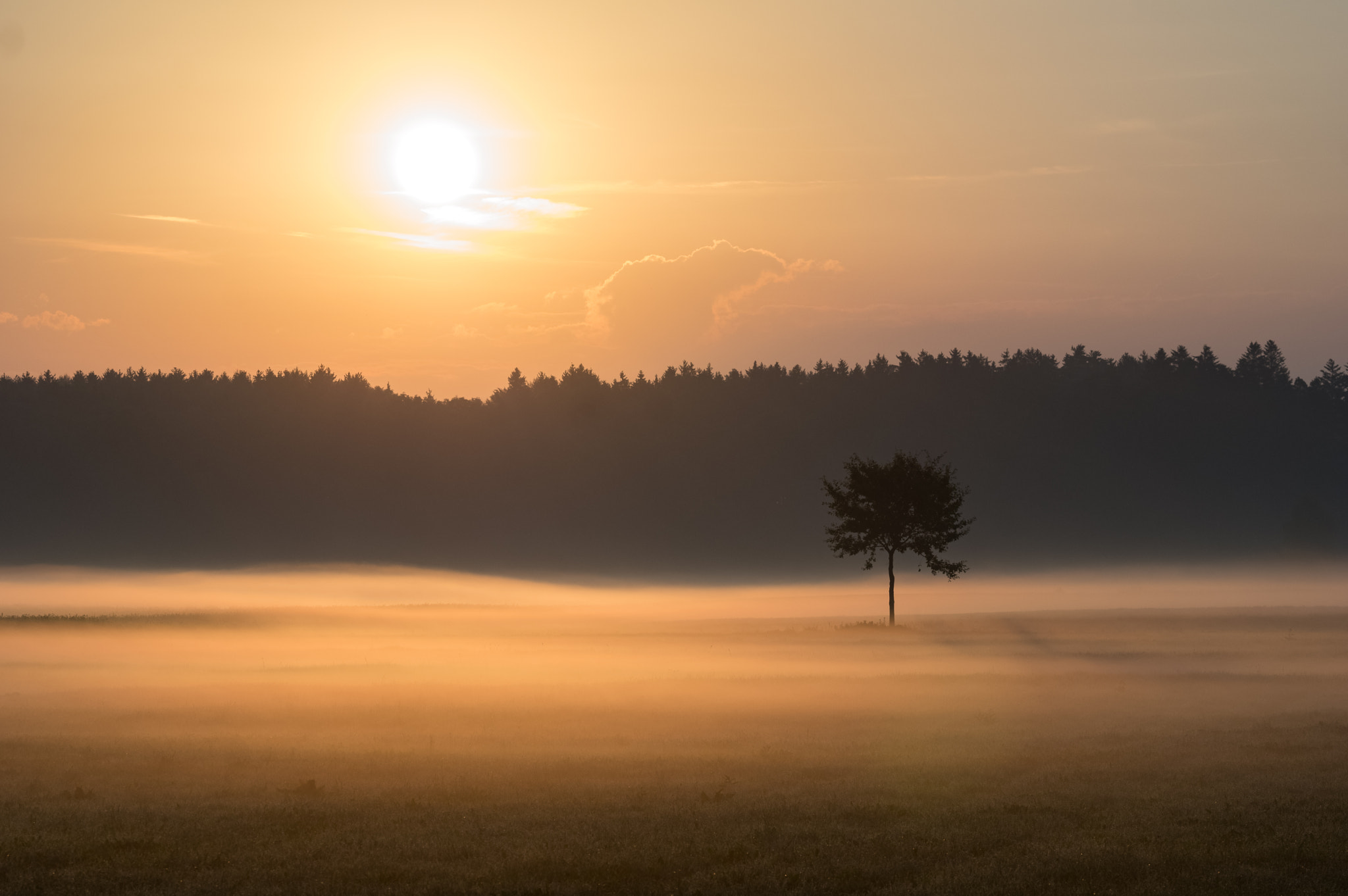 Pentax K-3 II sample photo. Little tree photography