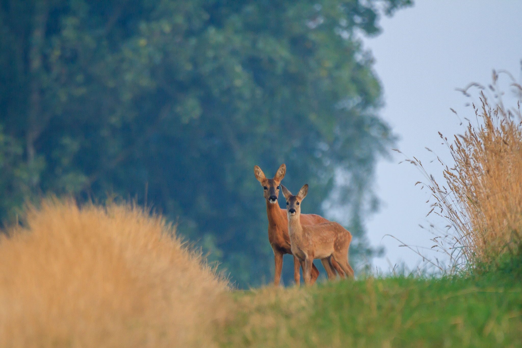 Sigma 150-600mm F5-6.3 DG OS HSM | C sample photo. Rencontre matinale photography