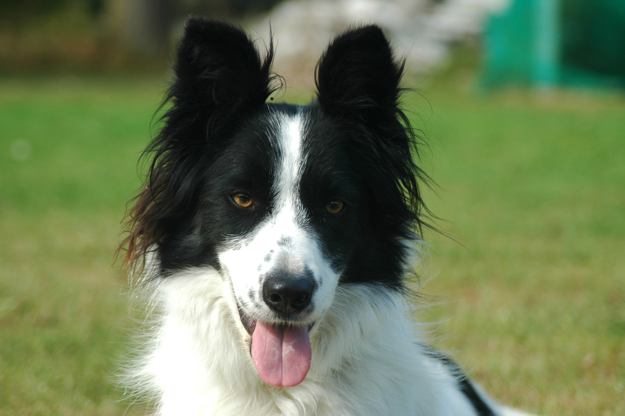 AF Zoom-Nikkor 28-105mm f/3.5-4.5D IF sample photo. Border collie photography
