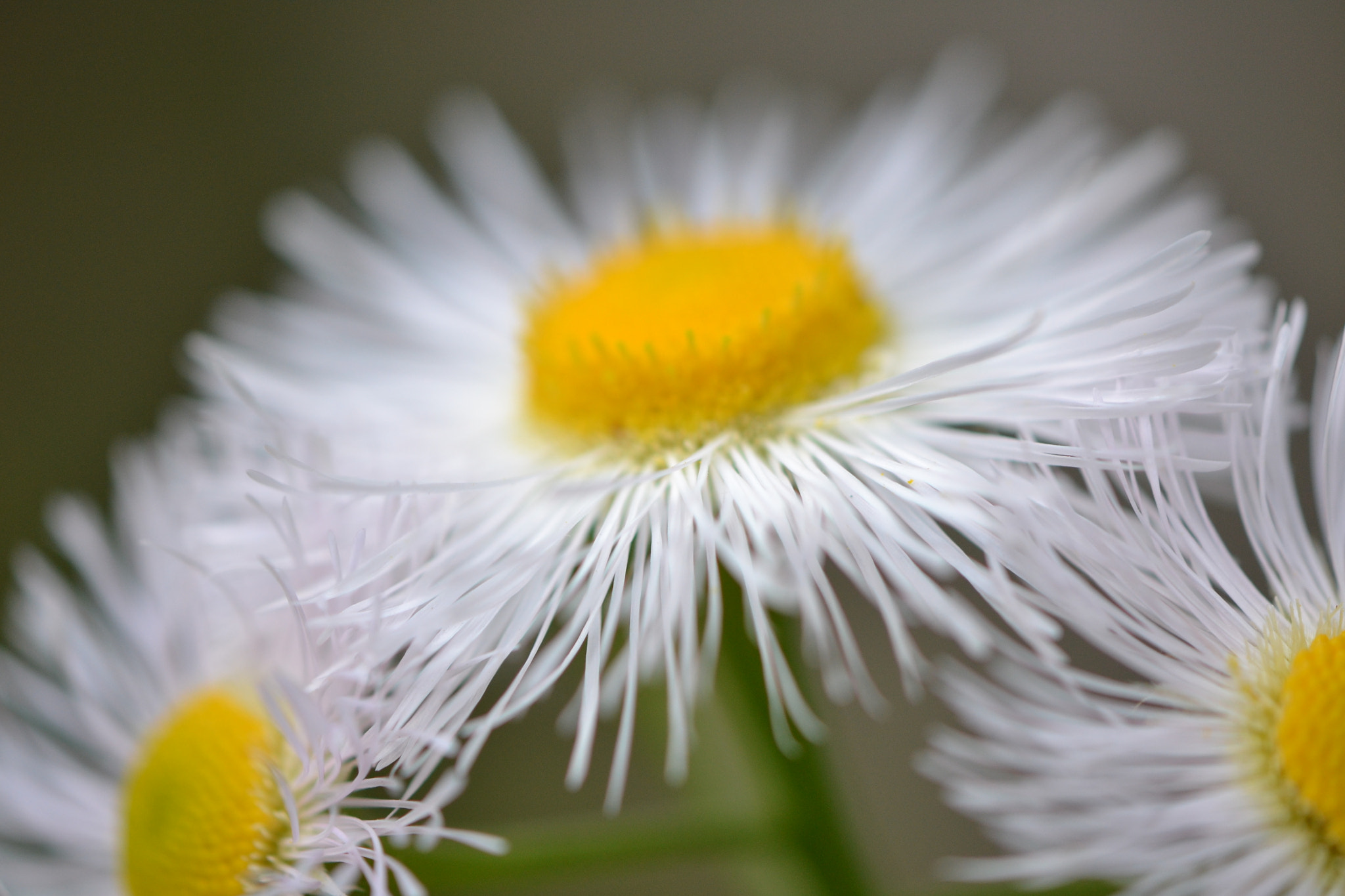 Nikon AF-S DX Micro-Nikkor 85mm F3.5G ED VR sample photo. Fluff and stuff photography