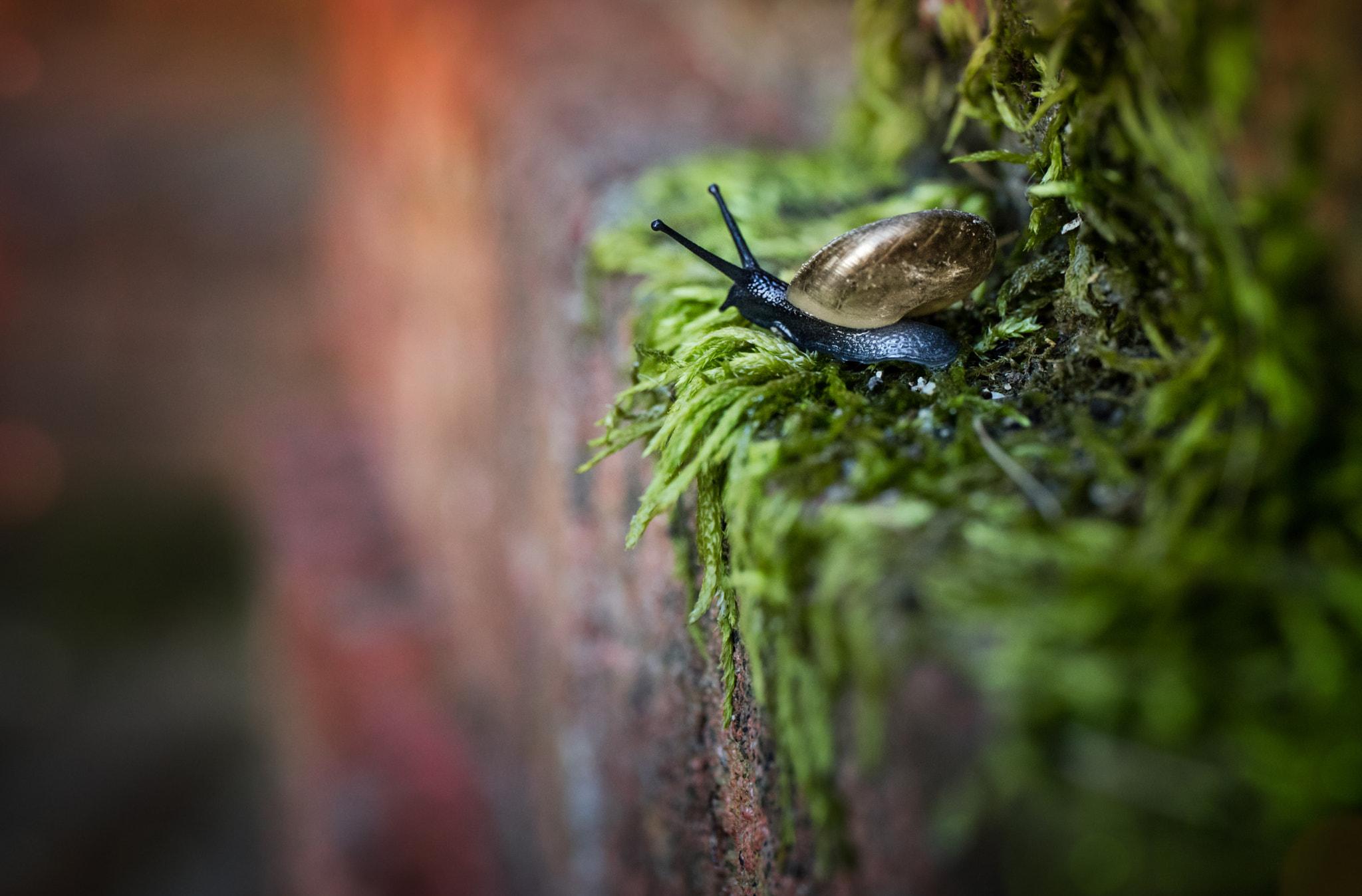 Canon EF 24-70mm F4L IS USM sample photo. Snail on a cliff photography