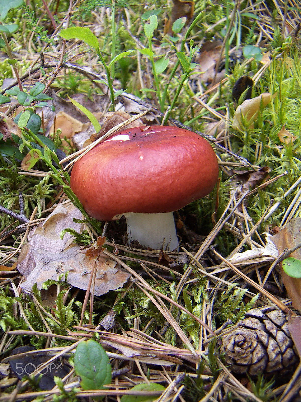 KONICA MINOLTA DiMAGE X31 sample photo. Red mushroom russula photography