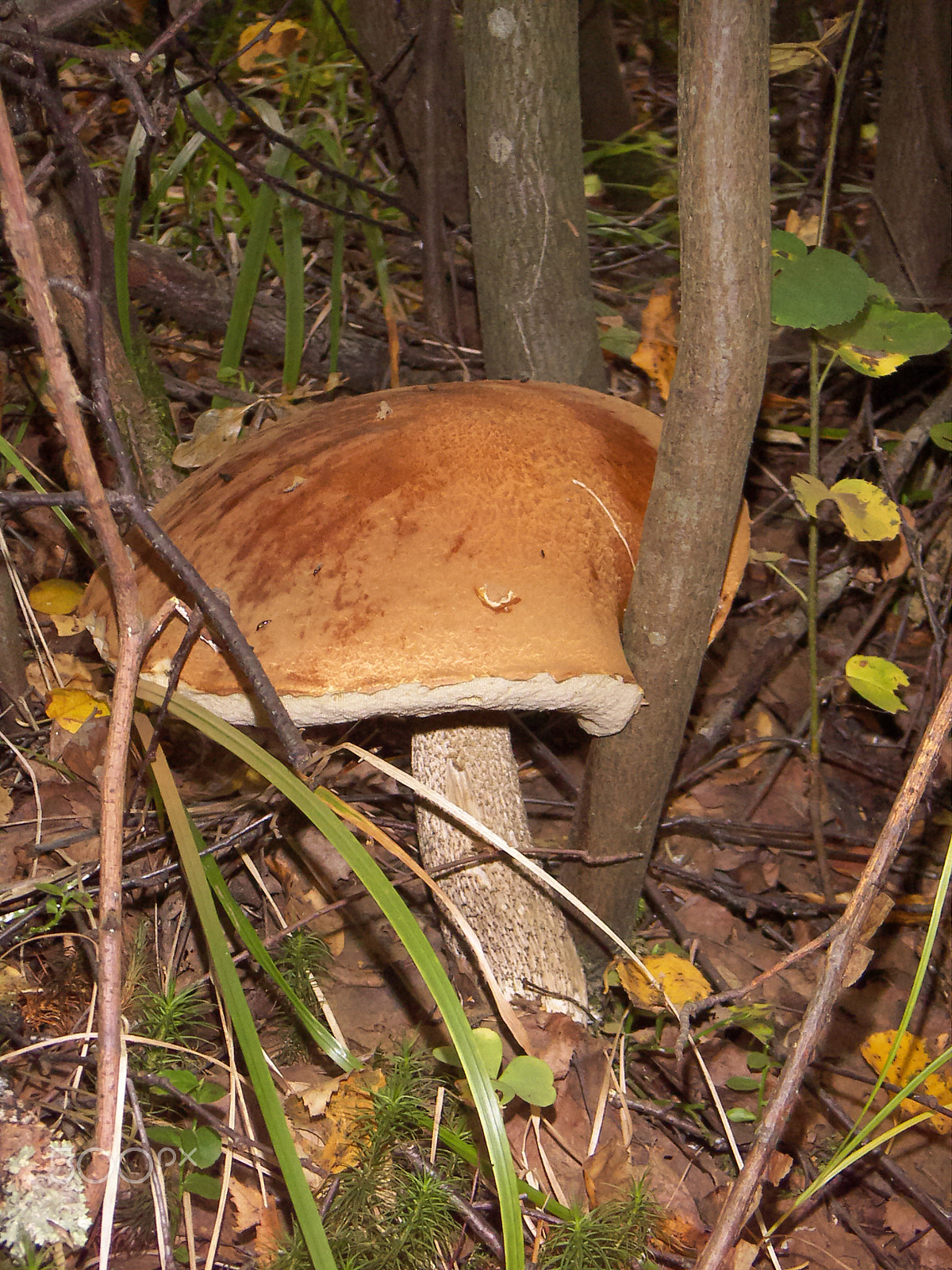 KONICA MINOLTA DiMAGE X31 sample photo. Orange-cap boletus leccinum photography