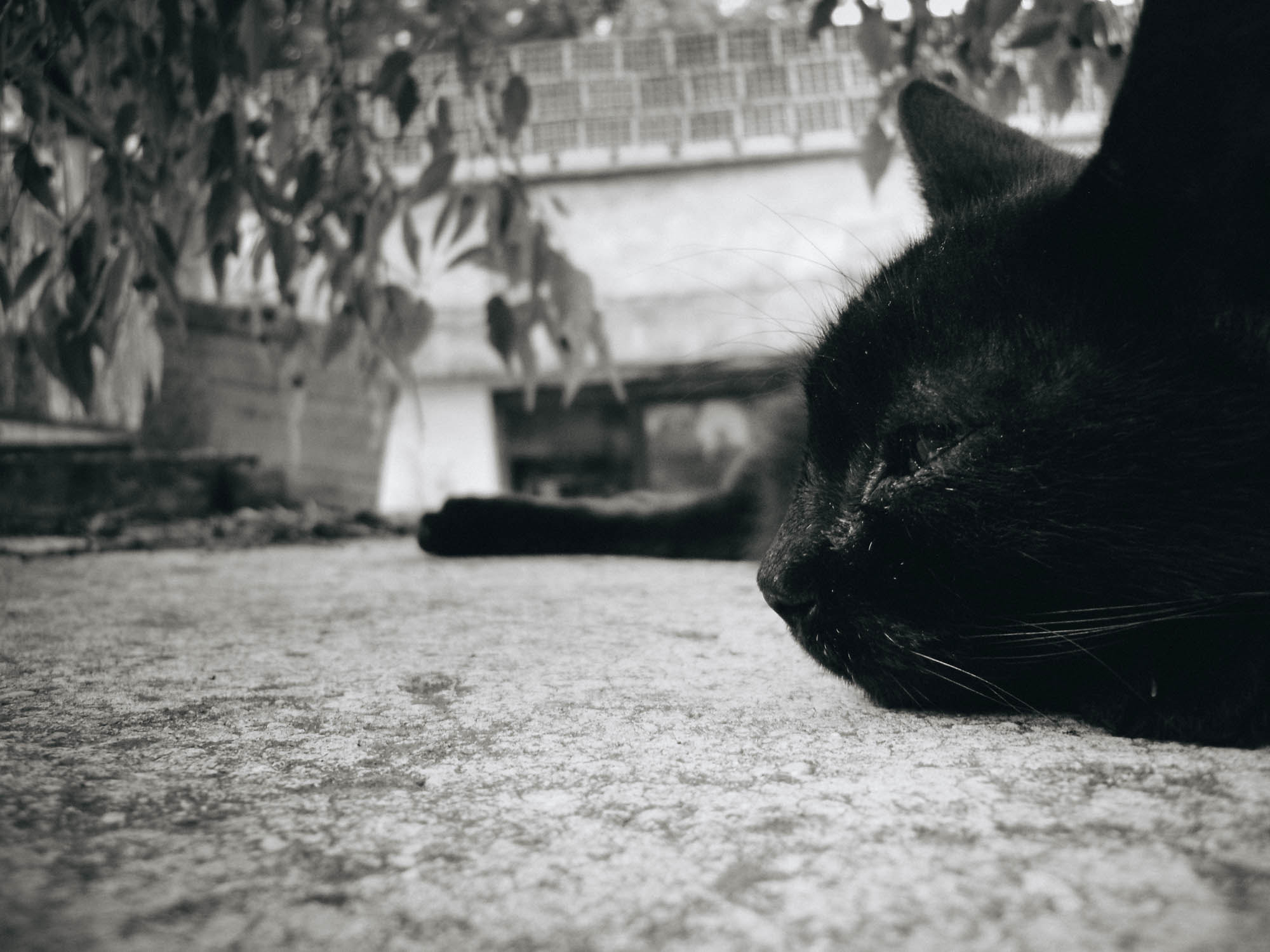 Samsung ES20/ VLUU ES20/  SL35 sample photo. Afternoon nap photography