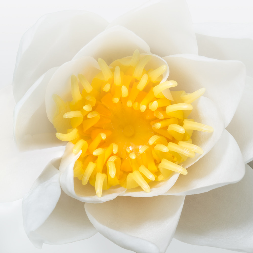 Panasonic Leica DG Macro-Elmarit 45mm F2.8 ASPH OIS sample photo. Nbgw #19 - waterlily photography