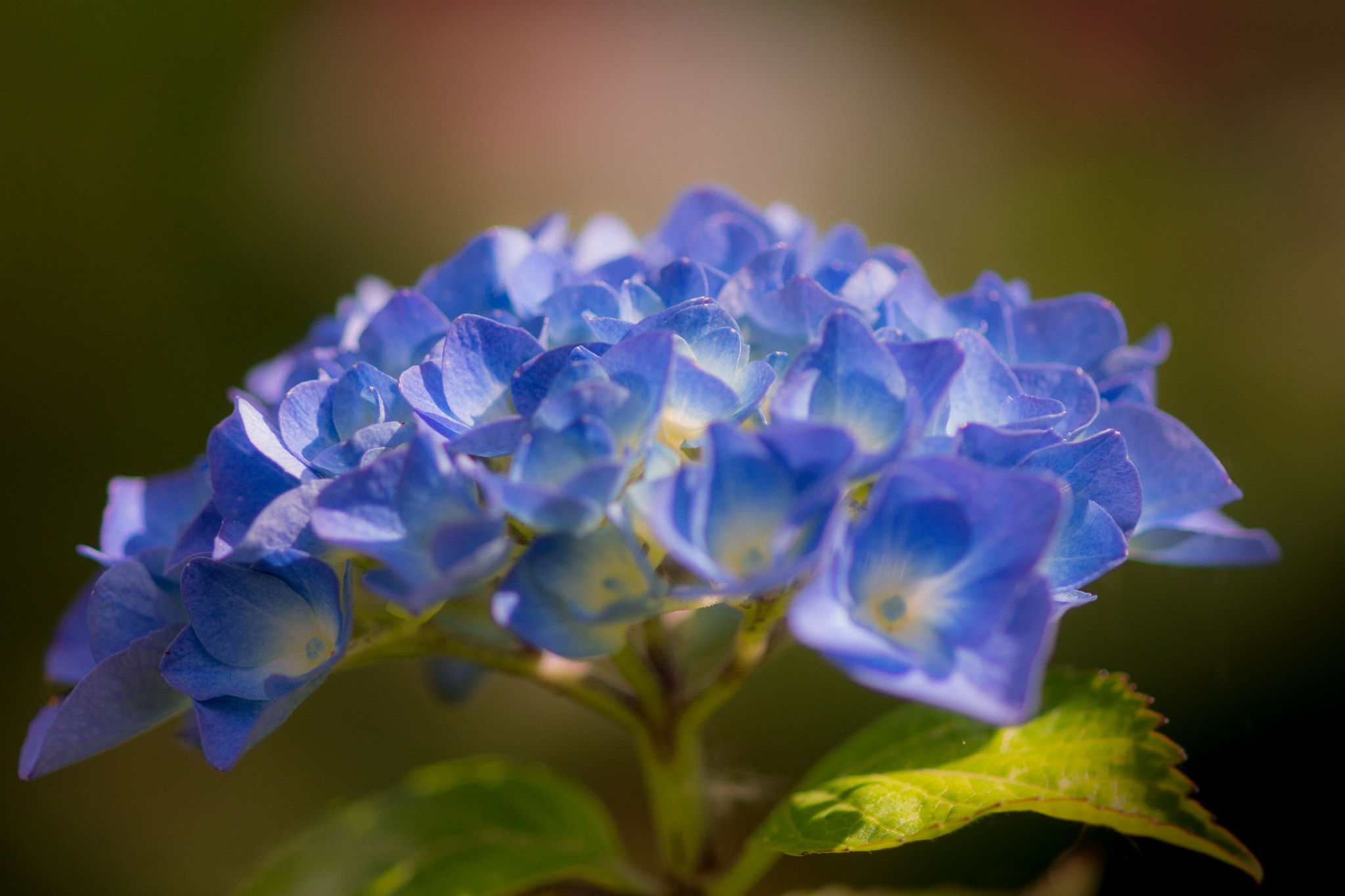 Sony SLT-A77 + Sony 100mm F2.8 Macro sample photo. Hydrangea. photography