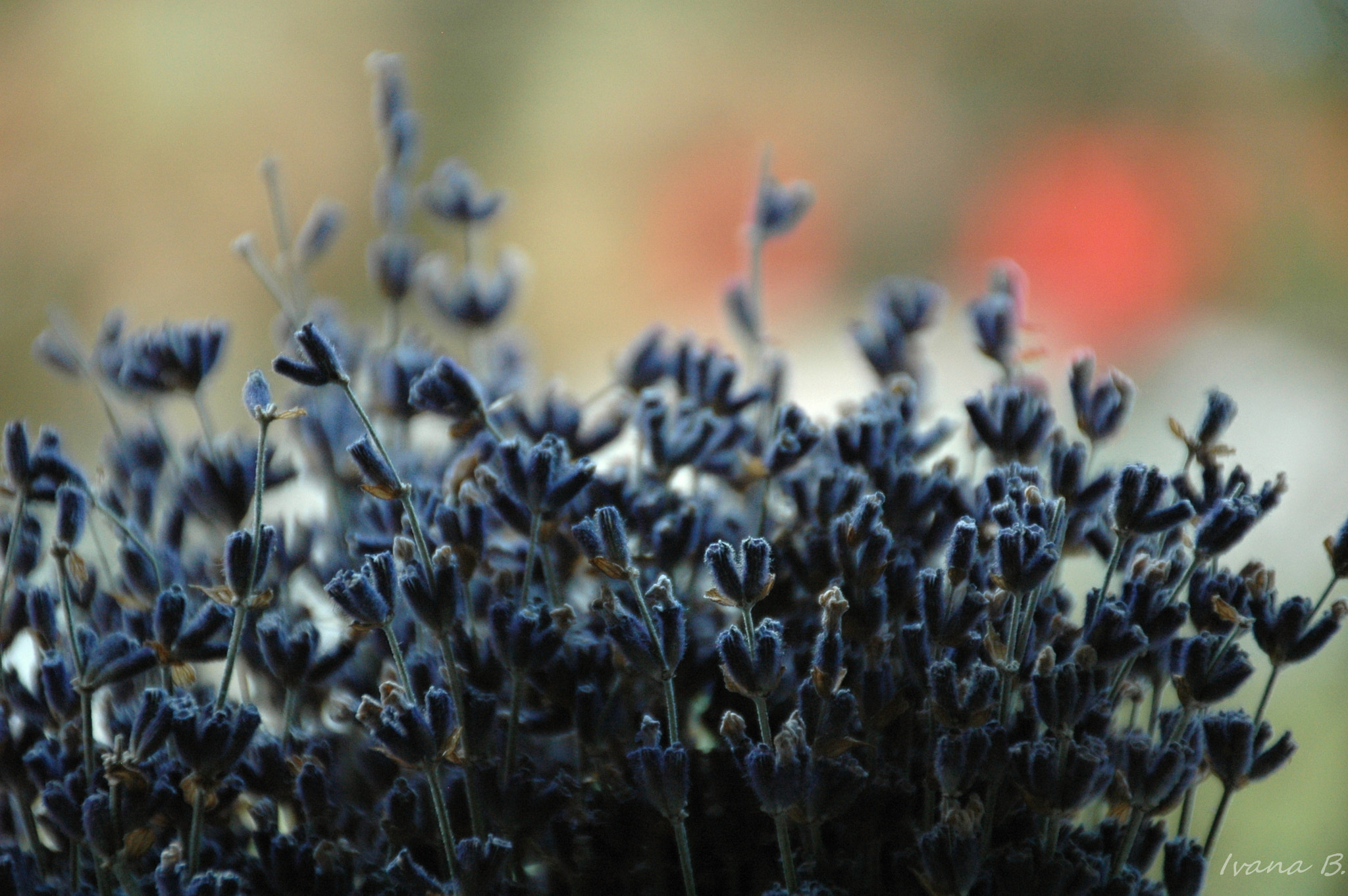 Nikon D70 sample photo. Levander photography