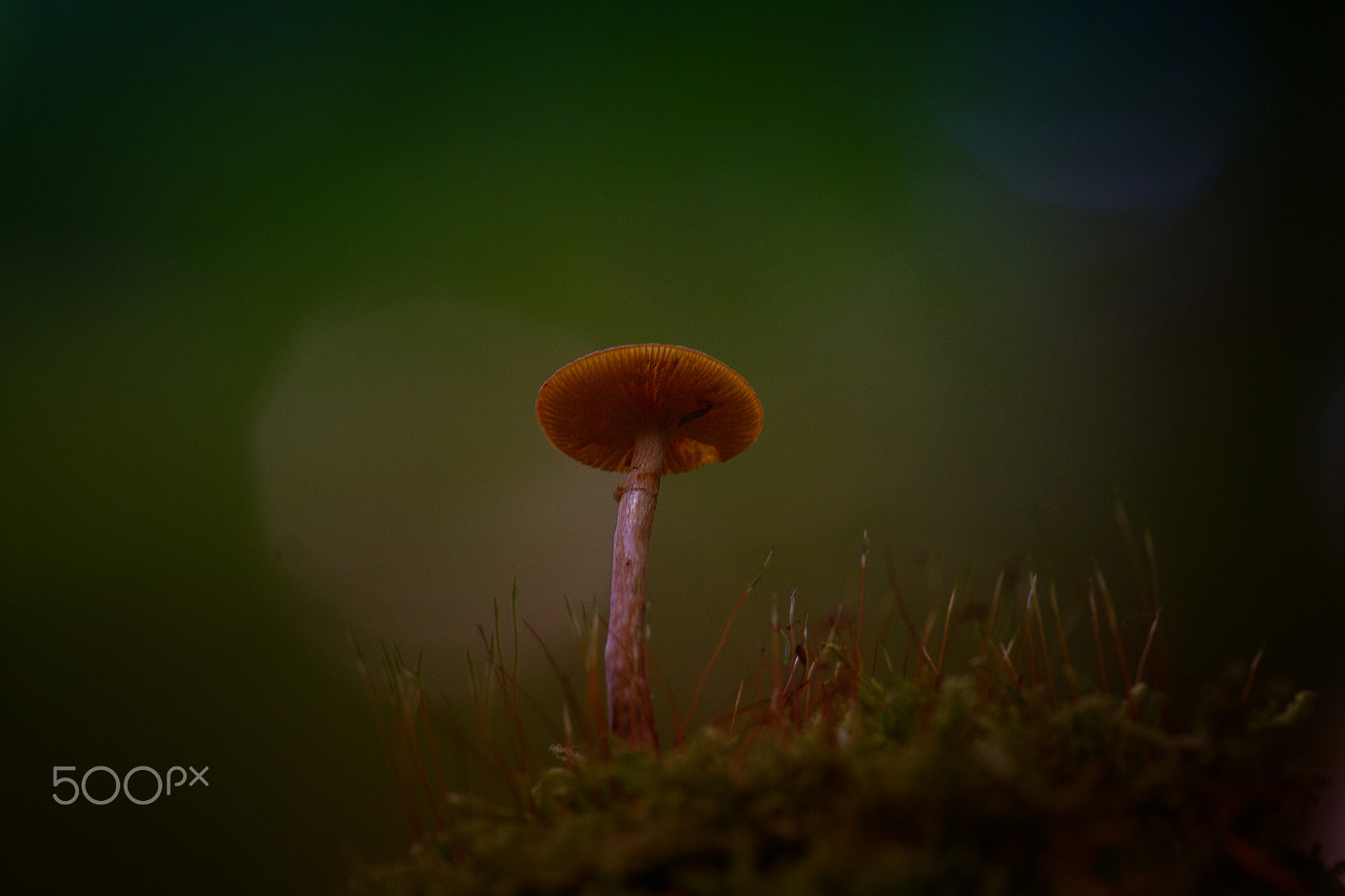 Sigma APO Macro 150mm f/2.8 EX DG HSM sample photo. Mushroom photography