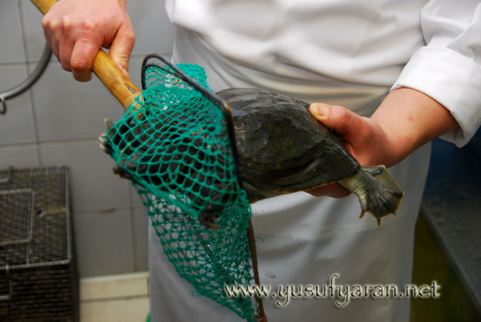 Nikon D200 sample photo. How to cook turtle kaplumbaga nasil pisirilir photography