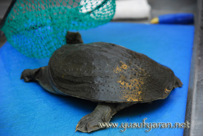 Sigma 17-70mm F2.8-4.5 DC Macro Asp. IF sample photo. How to cook turtle kaplumbaga nasil pisirilir photography