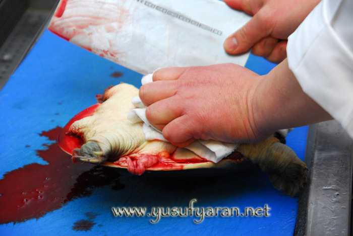 Sigma 17-70mm F2.8-4.5 DC Macro Asp. IF sample photo. How to cook turtle kaplumbaga nasil pisirilir photography