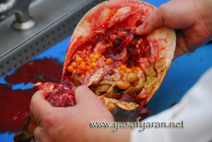 Nikon D200 sample photo. How to cook turtle kaplumbaga nasil pisirilir photography