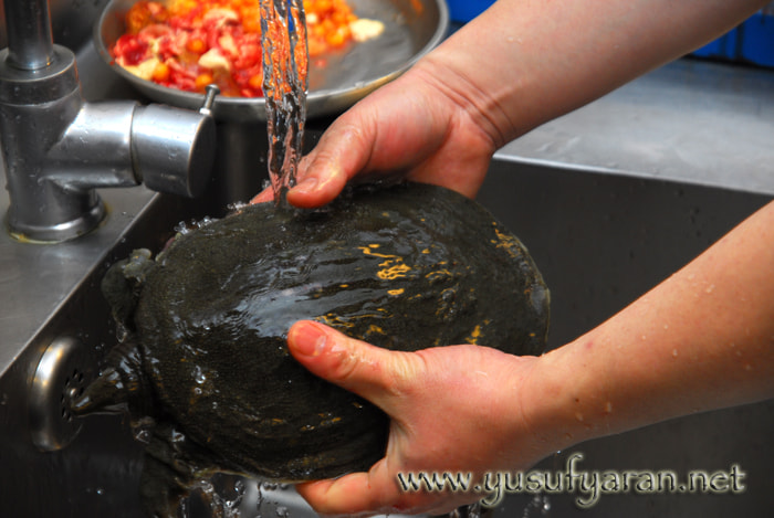 Nikon D200 sample photo. How to cook turtle kaplumbaga nasil pisirilir photography