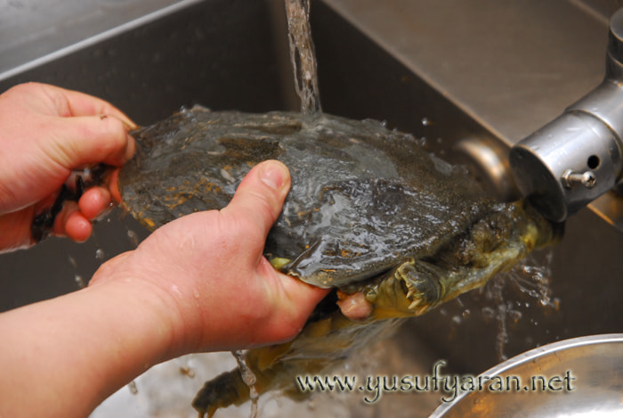 Sigma 17-70mm F2.8-4.5 DC Macro Asp. IF sample photo. How to cook turtle kaplumbaga nasil pisirilir photography
