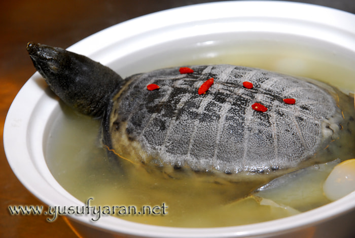 Nikon D200 sample photo. How to cook turtle kaplumbaga nasil pisirilir photography