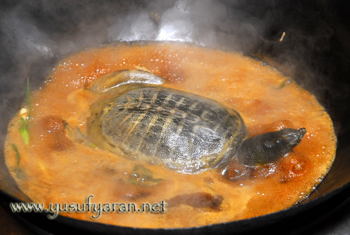 Nikon D200 + Sigma 17-70mm F2.8-4.5 DC Macro Asp. IF sample photo. How to cook turtle kaplumbaga nasil pisirilir photography