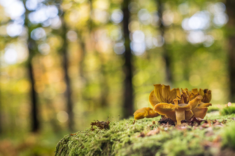 Canon EF 28-80mm f/3.5-5.6 sample photo. Bulles d'automne photography