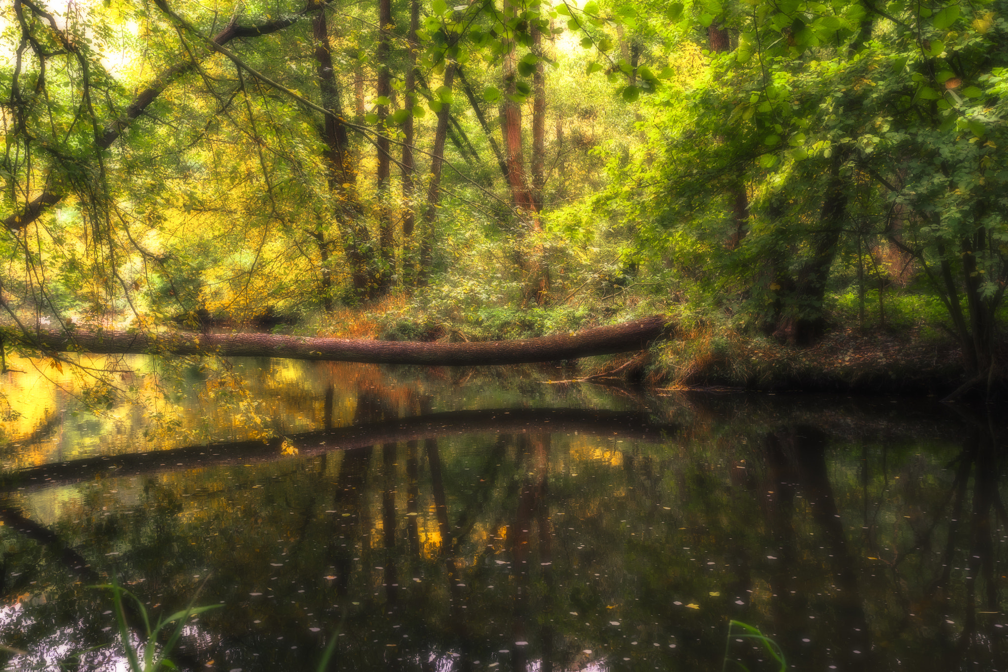 Olympus Zuiko Digital ED 12-60mm F2.8-4.0 SWD sample photo. Autumn crossing photography