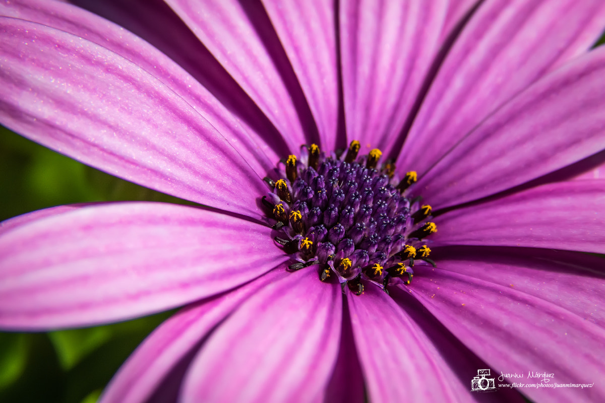 Canon EF 28-135mm F3.5-5.6 IS USM sample photo. Flor photography
