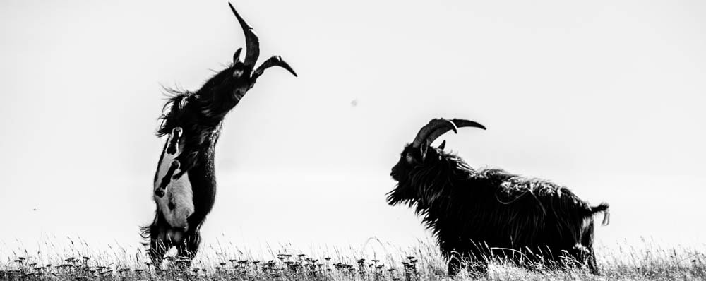 Fujifilm XF 100-400mm F4.5-5.6 R LM OIS WR sample photo. Rutting goats. photography