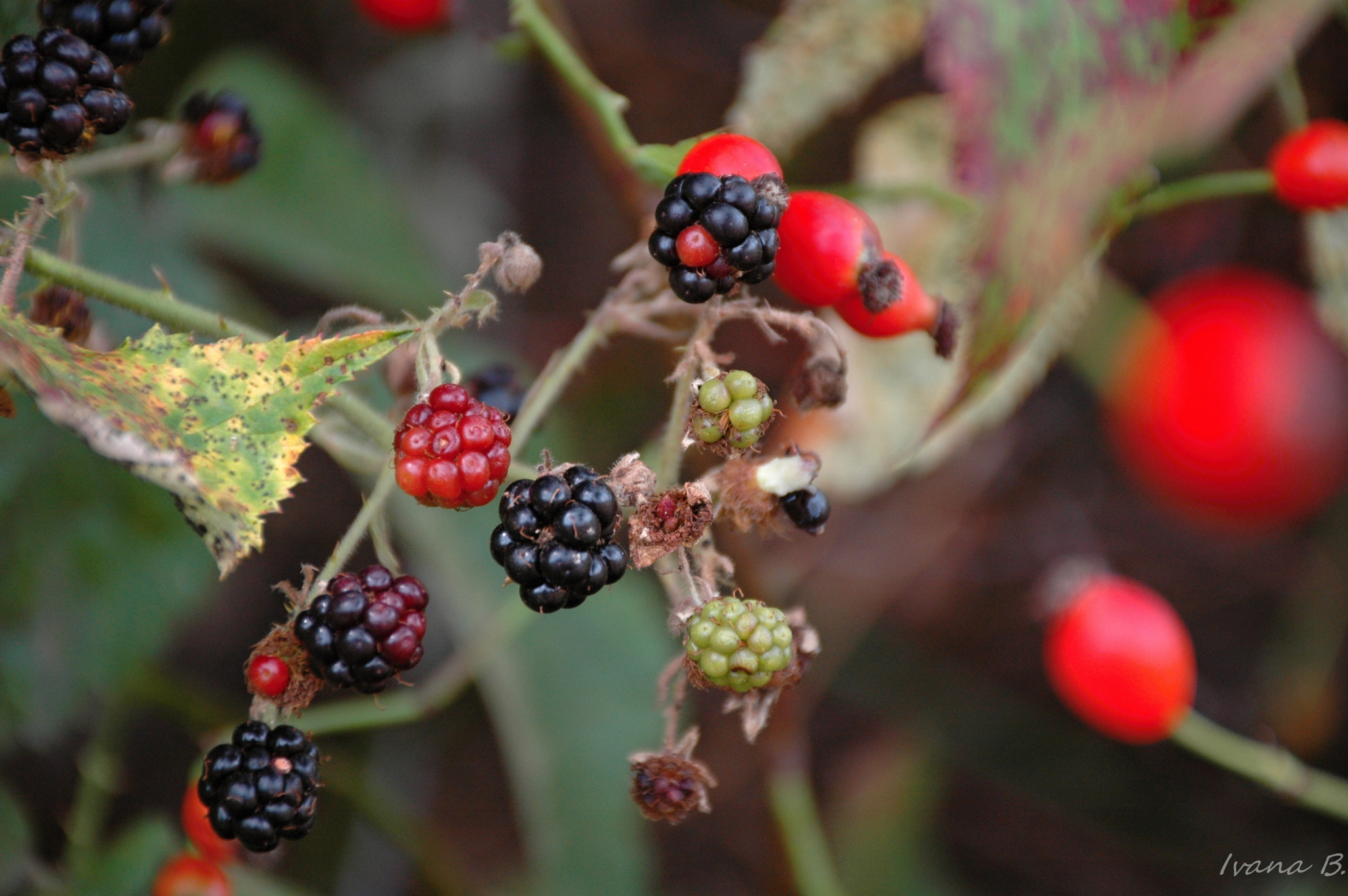 Nikon D70 sample photo. Blackberry photography