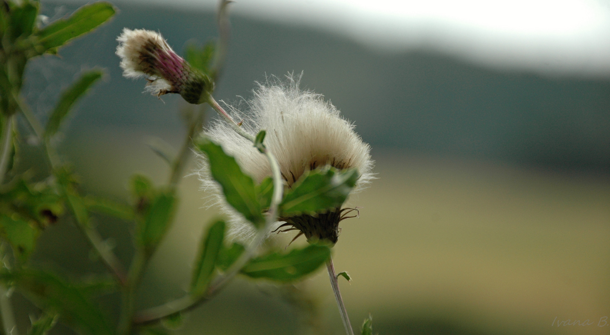 Nikon D70 sample photo. Nature photography