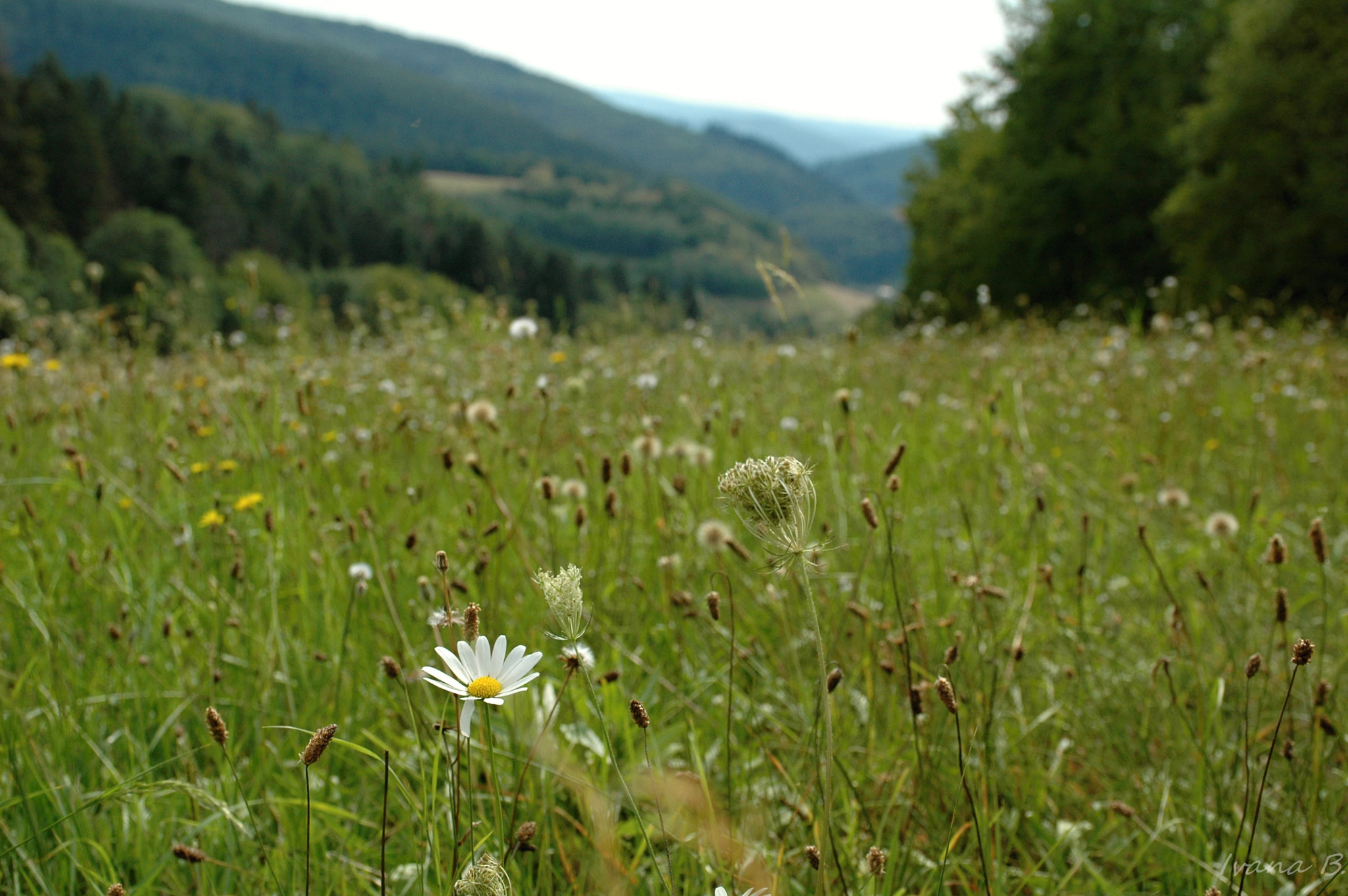 Nikon D70 sample photo. Nature photography