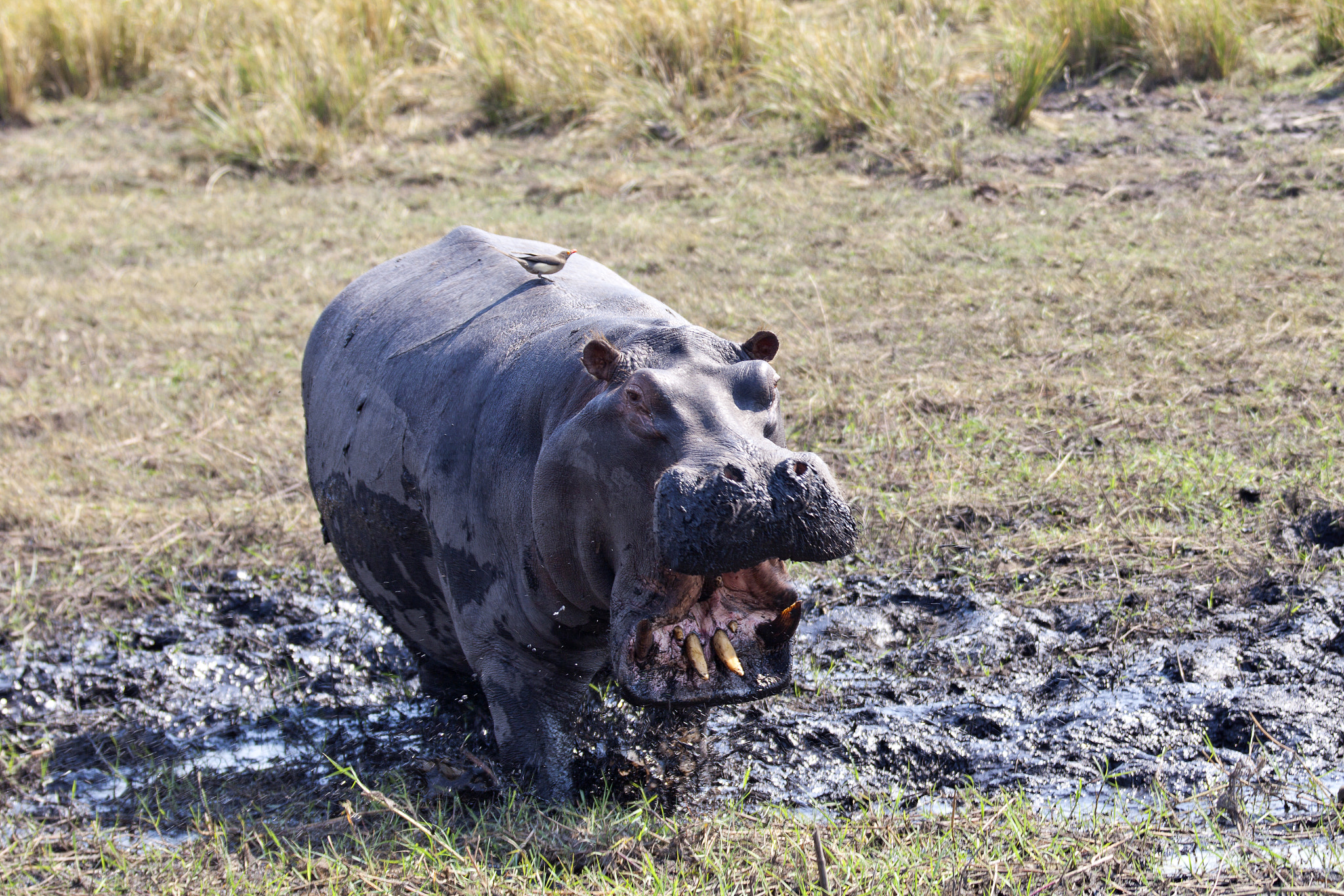 Canon EF 70-200mm F2.8L IS II USM sample photo. Angry hippo photography
