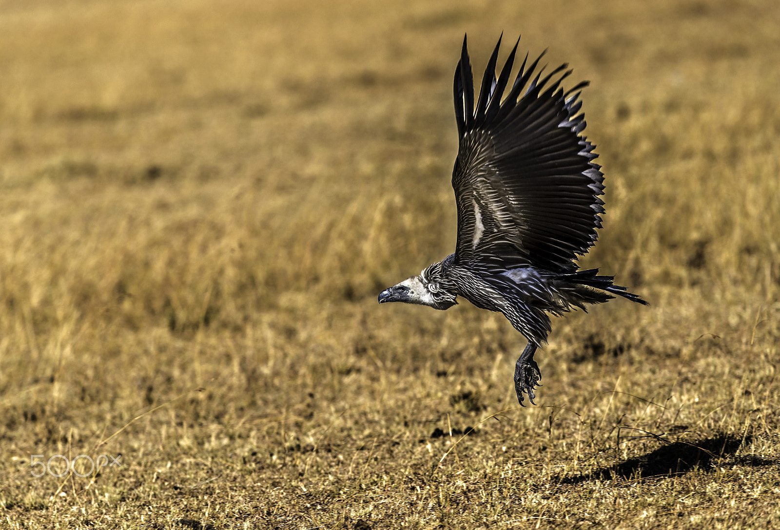 Canon EF 400mm F2.8L IS USM sample photo. Take off photography