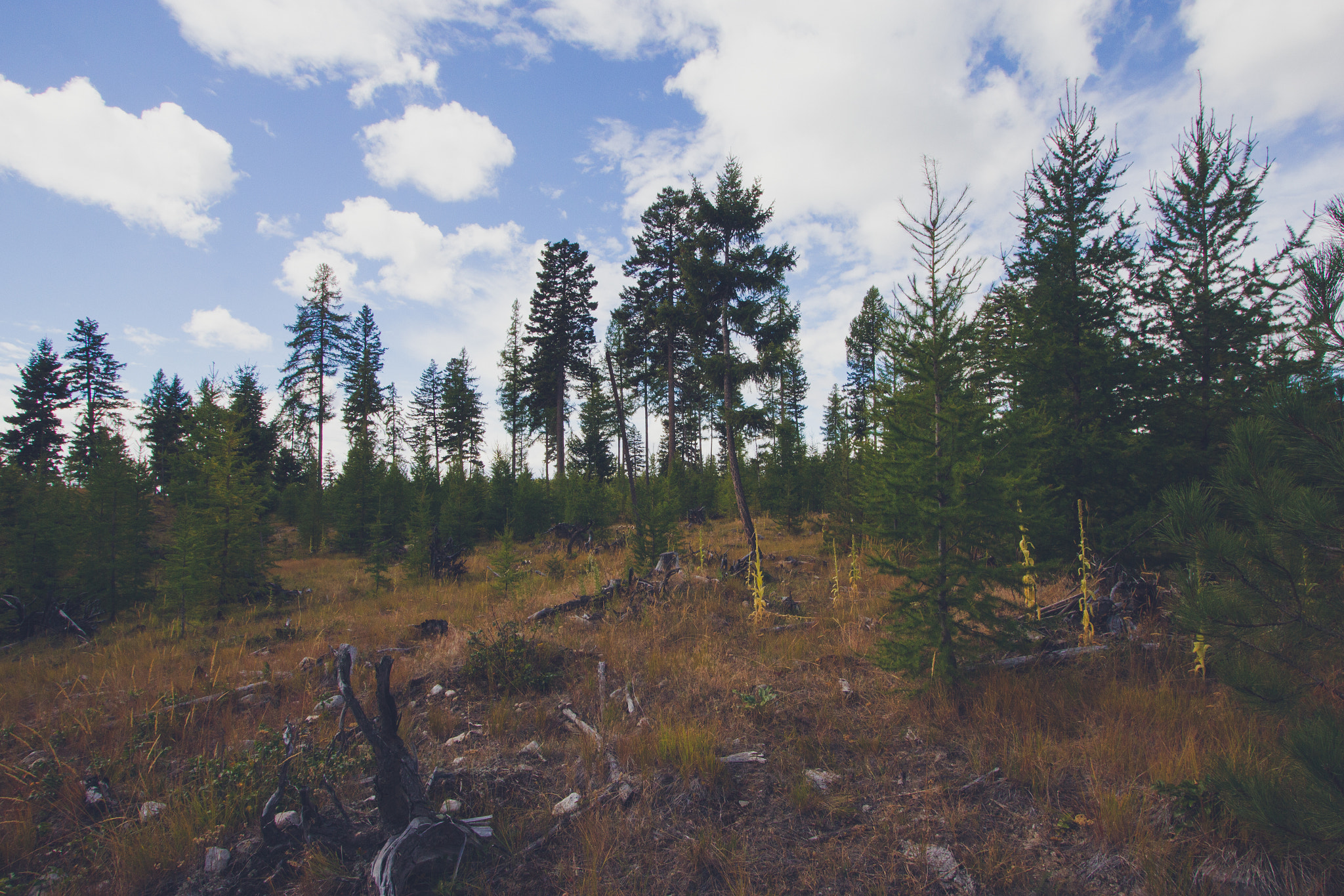 Canon EF-S 10-22mm F3.5-4.5 USM sample photo. Faded 1 photography