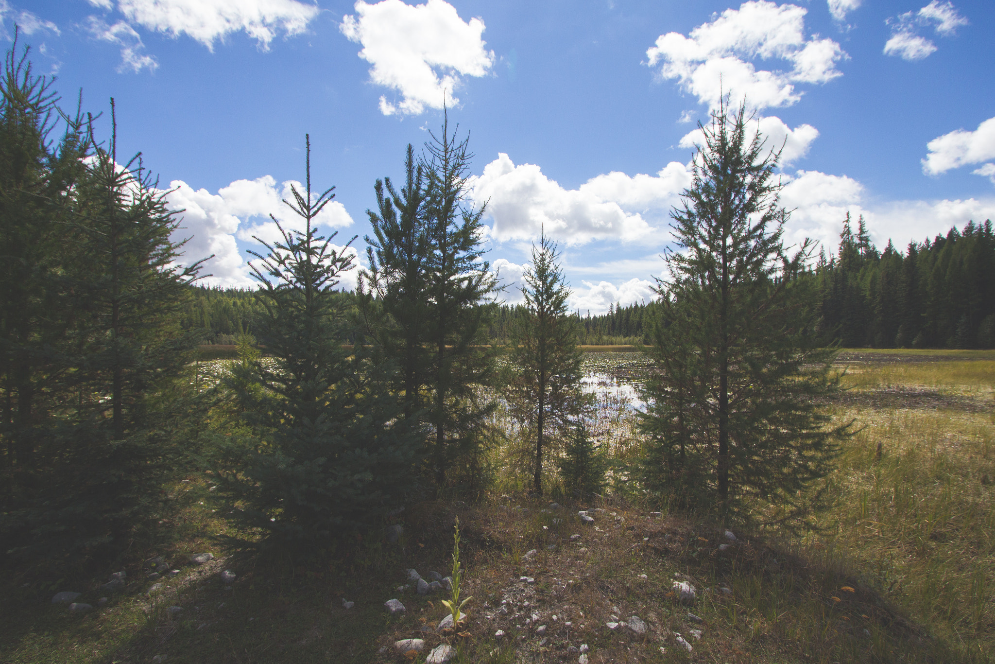Canon EF-S 10-22mm F3.5-4.5 USM sample photo. Trees photography