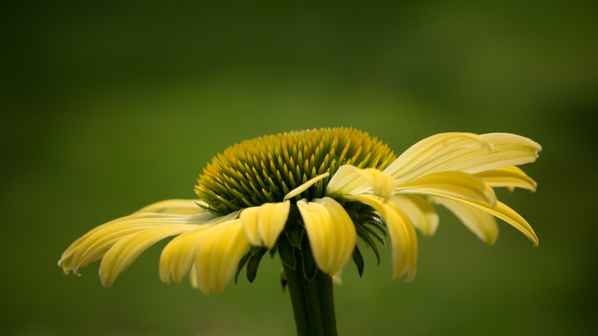 Panasonic Leica DG Macro-Elmarit 45mm F2.8 ASPH OIS sample photo. New flower in my garden. photography