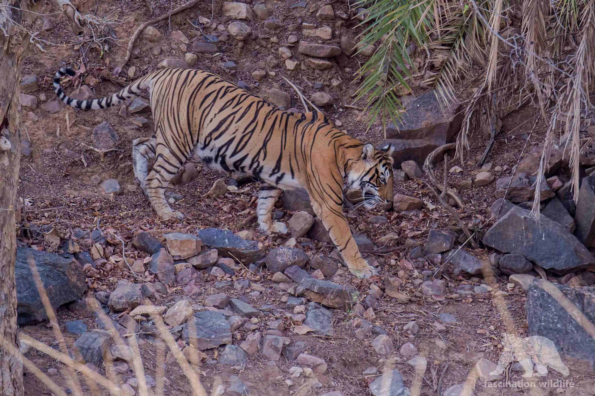 Nikon D4S sample photo. Bengal tiger photography