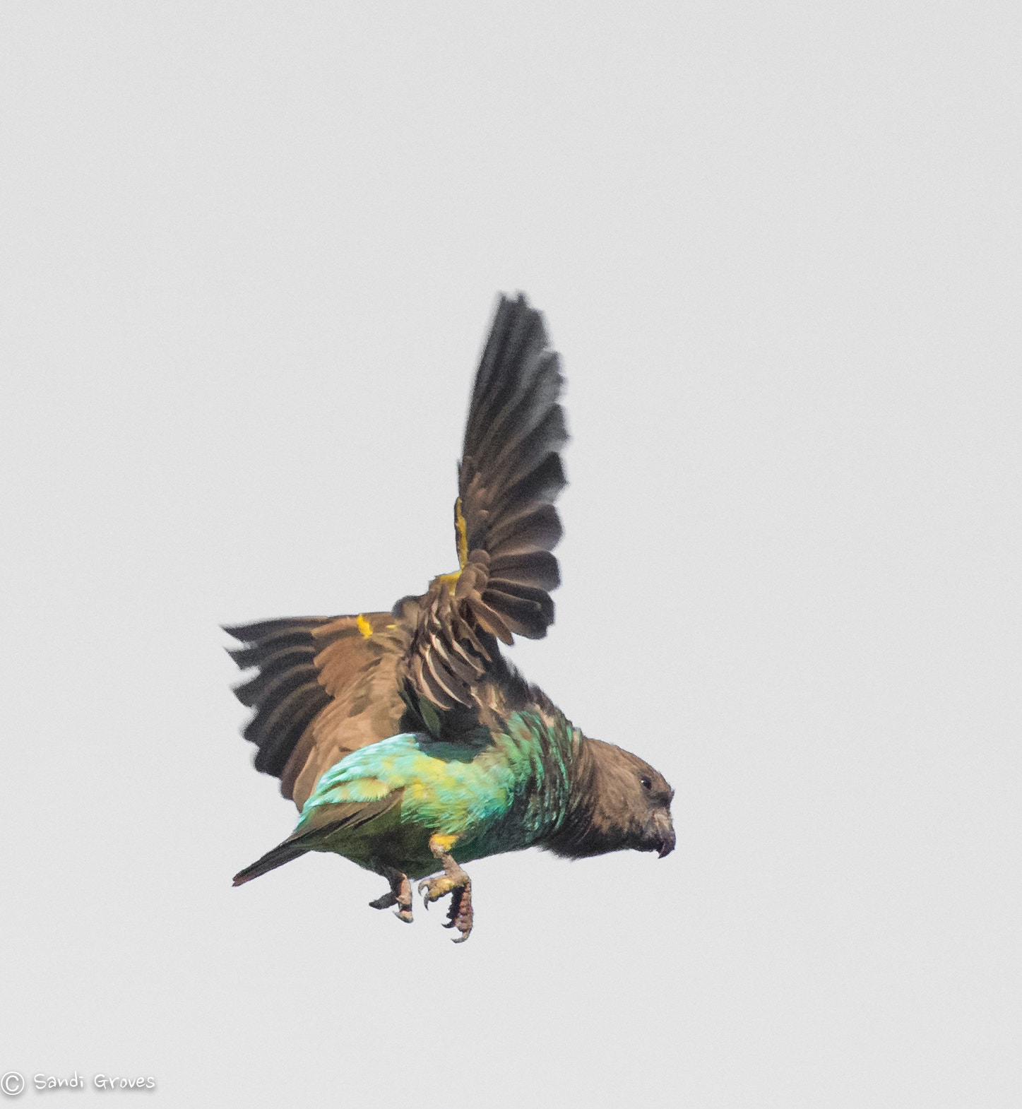 Nikon Nikkor AF-S 300mm F4E PF ED VR sample photo. Meyer's parrot. photography