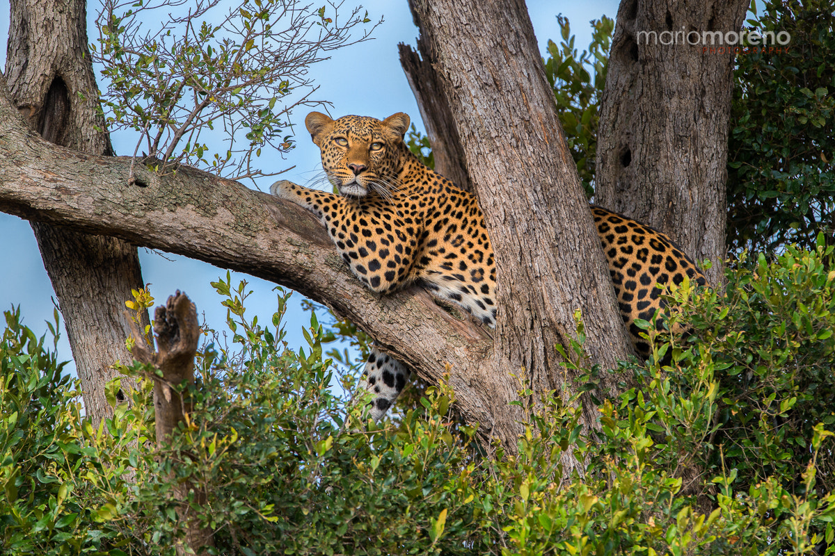 Canon EOS-1D X + Canon EF 300mm F2.8L IS USM sample photo. Spots in a tree photography