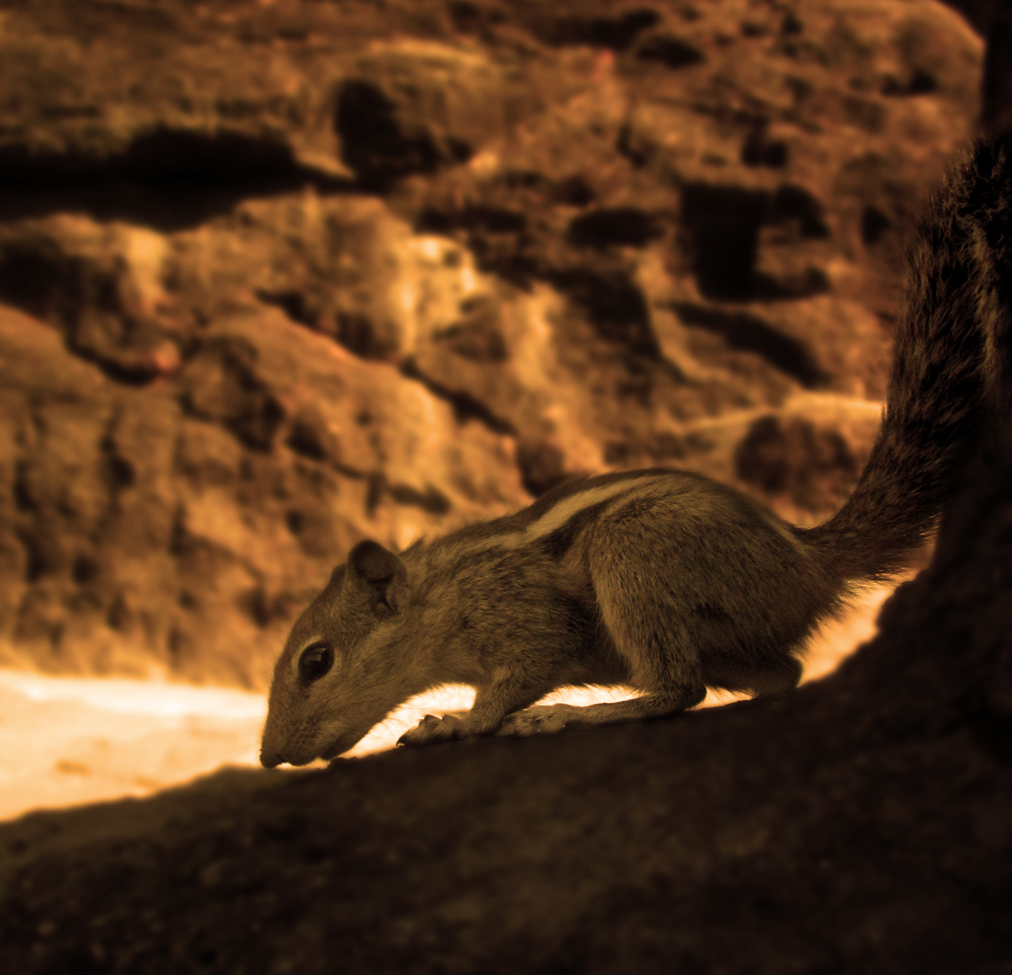 Canon PowerShot A1200 sample photo. Squirrel which came to eat.jpg photography