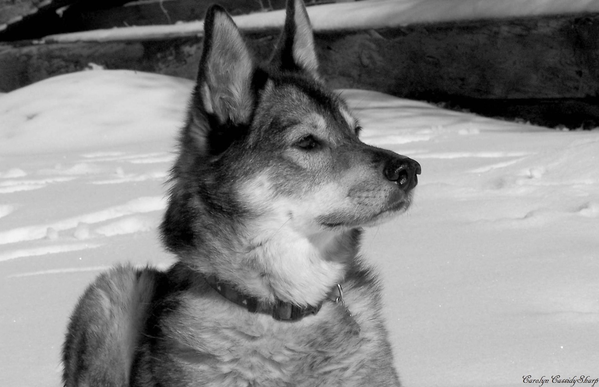 Kodak DX6490 ZOOM DIGITAL CAMERA sample photo. The guard dog photography