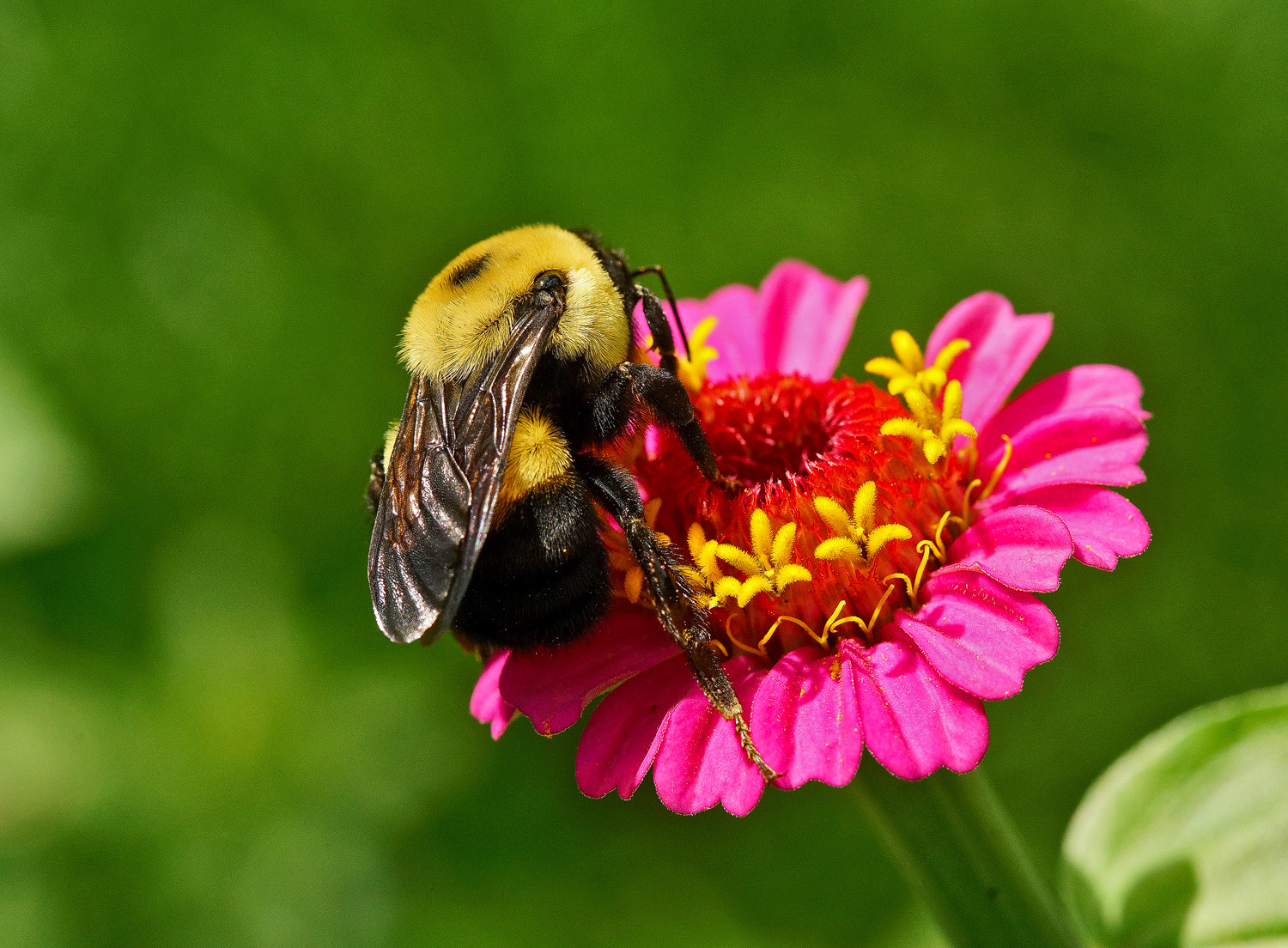 Sony a7R II + 100mm F2.8 SSM sample photo. Furry fella on zinnia photography