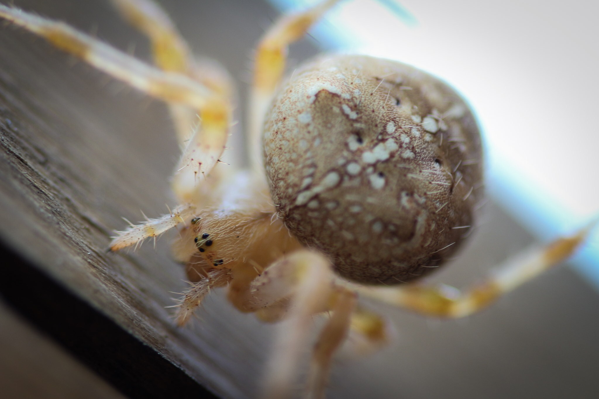 Tamron SP 90mm F2.8 Di VC USD 1:1 Macro sample photo. Garden spider photography