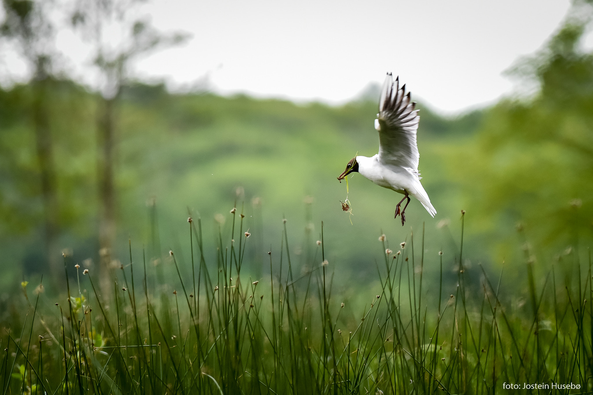 Nikon AF-S Nikkor 300mm F2.8G ED-IF VR sample photo. Hooded gull photography