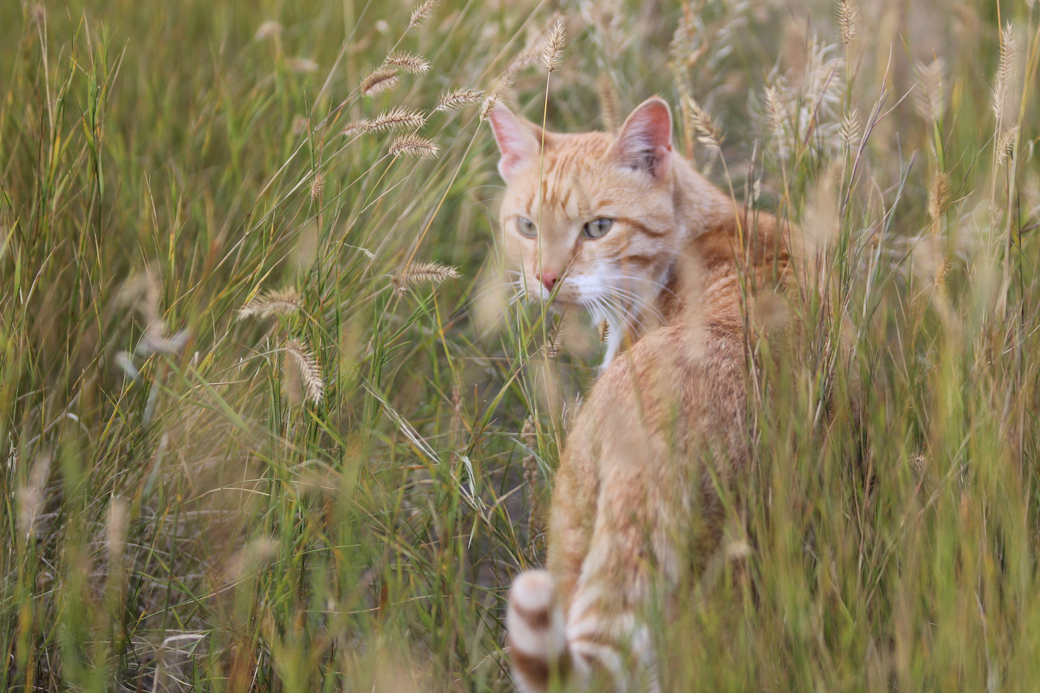 Canon EF 70-300mm F4-5.6 IS USM sample photo. Stryder photography
