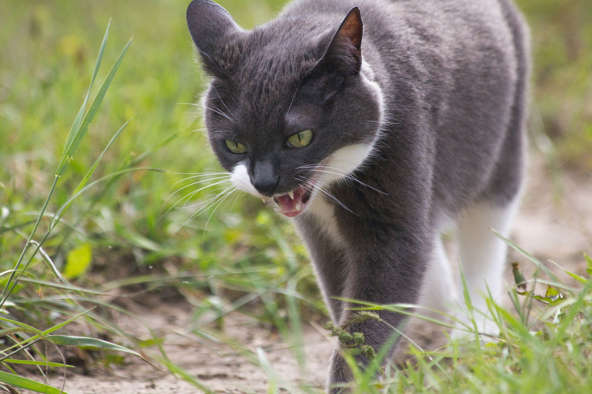 Canon EF 70-300mm F4-5.6 IS USM sample photo. Diva photography