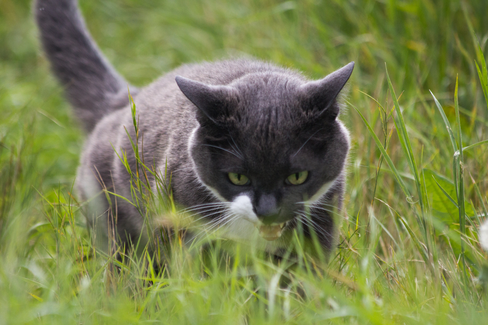 Canon EF 70-300mm F4-5.6 IS USM sample photo. Diva 2 photography