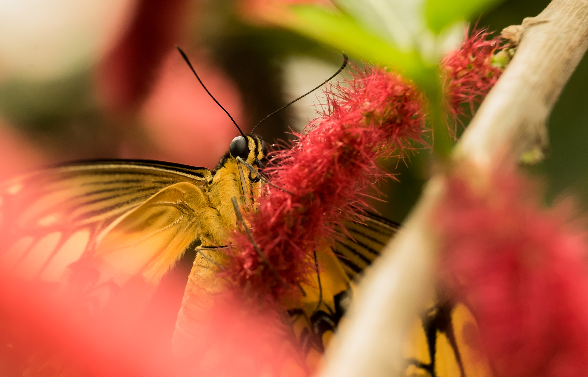 Fujifilm XF 100-400mm F4.5-5.6 R LM OIS WR sample photo. Papillon photography